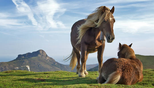 Welche Pferde können uns lehren?