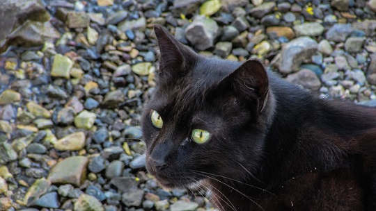 Morris Cat