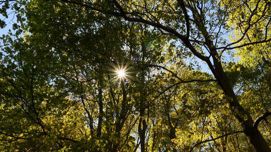Två former av naturmedicin: Solljus och skogsbadning