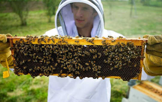 Die heilende Kraft des Summens der summenden Bienen