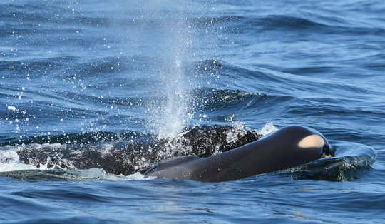 O mamă orcă se întristează: Tahlequah și vițelul ei