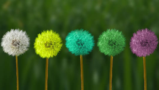 dandelion in seed stage in various colors