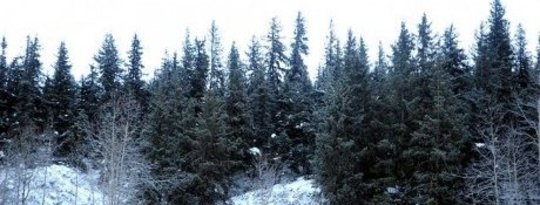 spruce forest small