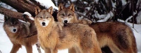 How Wolves Change Rivers And Other Big Lessons