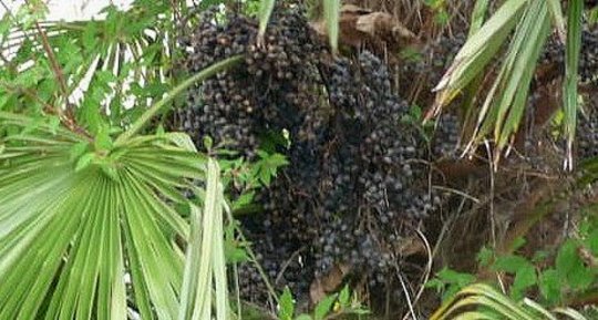 Saw Palmetto Berries: A Reproductive Tonic for Men