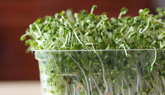Can A Broccoli Sprout Pill Fight Cancer?