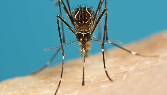 Will climate change cause mosquito-borne diseases to spread? Steve Doggett, Author provided