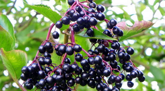 Elderberry: a Great Workout Partner with Triple Benefits