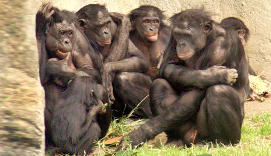 Chimp Study Shows How Hanging Out With Friends Makes Life Less Stressful