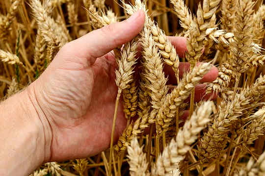 Is It Possible To Remove The Bad Parts of Wheat?