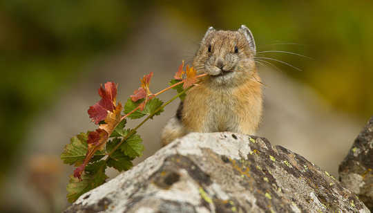 Research in Yosemite National Park has documented a move of pikas to higher elevations as temperatures have risen. National Park Service/Flickr