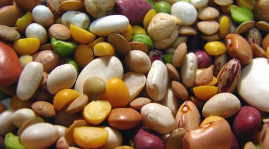 The common bean comes in many shapes, sizes and colours. Image: Roger Smith via Flickr