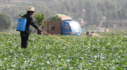 A farmer in China spreads pesticide on her crops. Image: IFPRI via Flickr