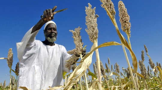 Liberalised food markets could ease the impacts of falling crop yields in southern regions such as Africa. Image: Fred Noy/UN Photo via Flickr