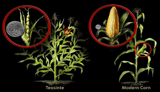 Modern cultivated corn was domesticated from teosinte, an ancient grass, over more than 6,000 years through conventional breeding. Nicole Rager Fuller, National Science Foundation
