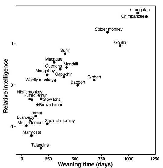 Relationship between weaning time and intelligence across primate species. (Credit: U. Rochester)