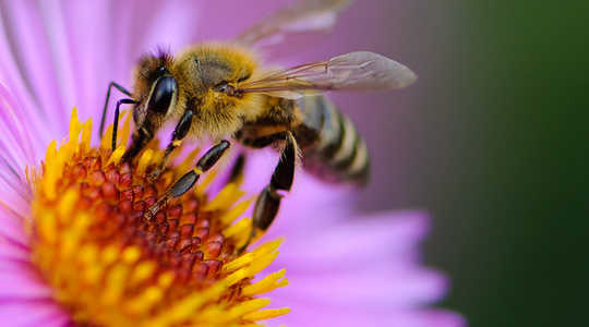 What’s The Best Way To Improve Bee Habitat?