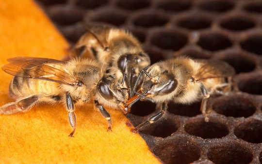 Christian List and Thomas Seeley believe studying how honeybees make decisions together can help us make better decisions. flickr/US Department of Agriculture, CC BY-NC