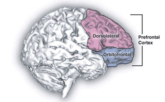 Prefrontal cortex. Natalie M. Zahr, Ph.D., and Edith V. Sullivan, Ph.D. - Natalie M. Zahr, Ph.D., and Edith V. Sullivan, Ph.D.