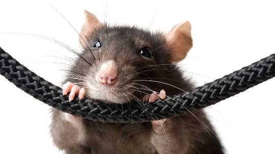 Rats That Take Anxiety Meds Don’t Care About Their Pals