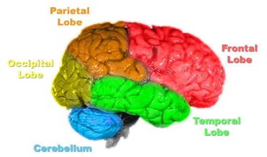 Brain anatomy. Primalchaos/wikimedia