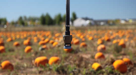 An irrigation system on a pumpkin patch in a semi-arid area of New Mexico in southwestern US. Image: Daniel Schwen via Wikimedia Commons