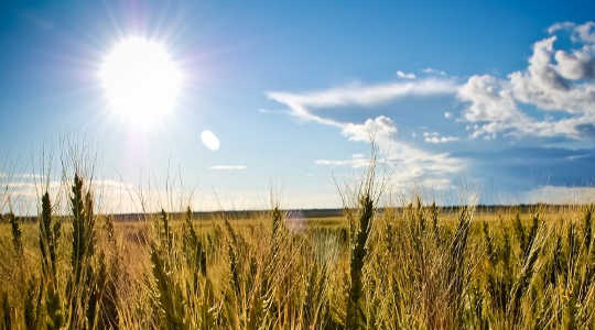 The glaring sun beats down on a field of wheat. Image: Rick via Flickr