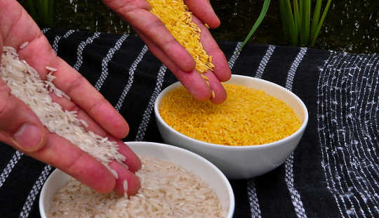 Golden Rice (right) versus regular rice. International Rice Research Institute (IRRI) / wikimedia, CC BY-SA