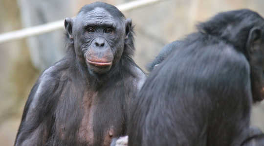 Bonobos can inspire us to make our democracies more peaceful. Wikipedia, CC BY-SA