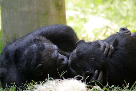 Bonobos live by the adage ‘make love not war’. Frank Peters/flickr