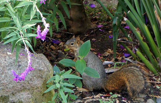 Squirrels, Like Humans, Use Chunking To Organize Their Nuts