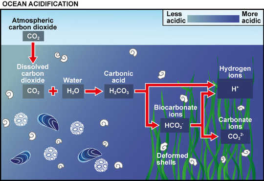 How ocean acidification works according to the experts. UK Ocean Acidification Programme