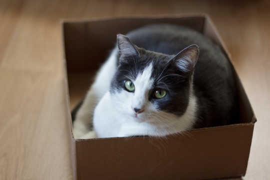 Why Can't Cats Resist Thinking Inside The Box?