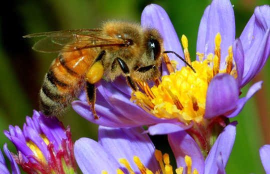 Could Scientists Breed More Resilient Honey Bees?
