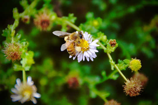 Ten Years After The Crisis, What Is Now Happening To The World's Bees?