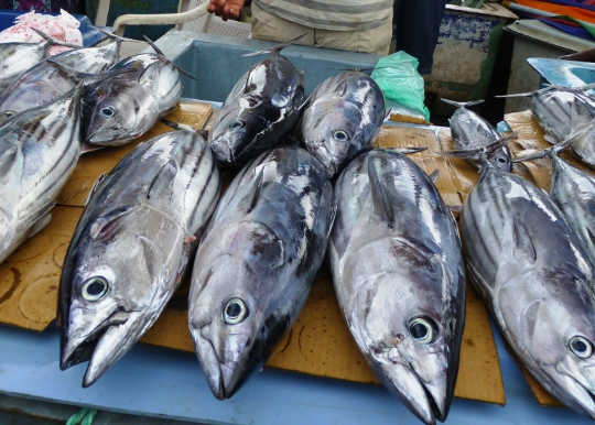 These Two Types Of Tuna Are Carrying More Mercury