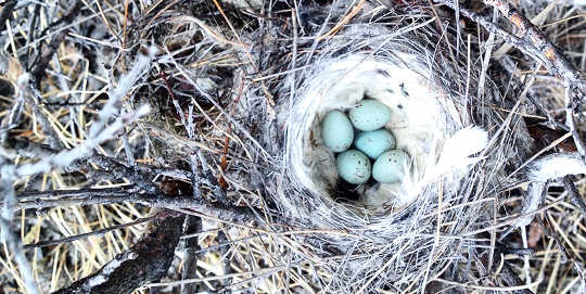 A nest holding the eggs of northern wheatears rests on branches in Greenland. 