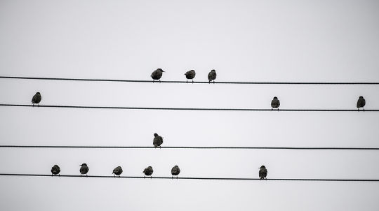 Why Birds On A Wire Act A Lot Like People In Line