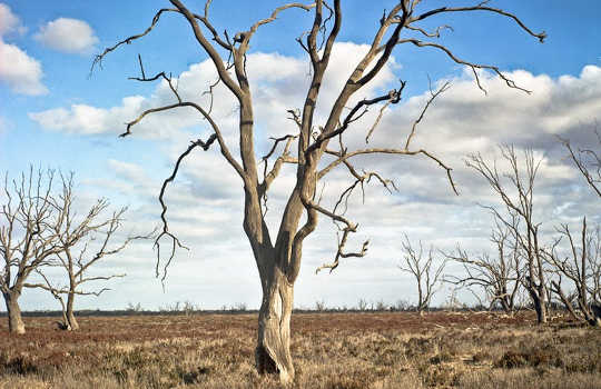 Recent Australian Droughts May Be The Worst In 800 Year