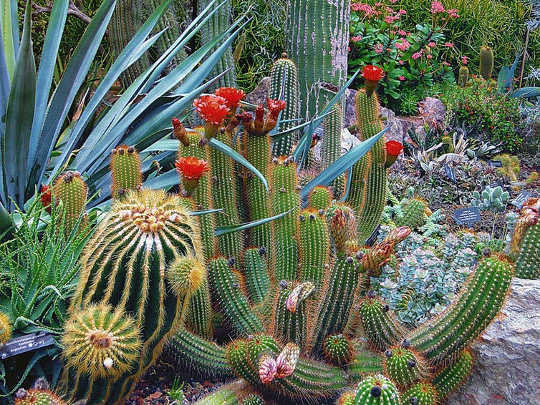 Some cactus species can go for two years without water.