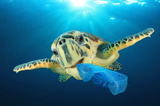 How Plastic Bags Harm Our Environment And Sea Life