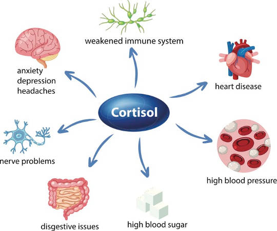 Too much of the stress hormone, cortisol, causes damage throughout the body.