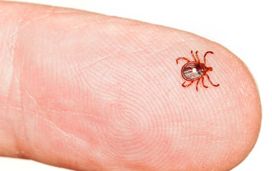 How to avoid lyme disease while ticks are hungry in the fall: The lone star tick – one of several migrating tick species – is sporadically introduced into areas of Canada.