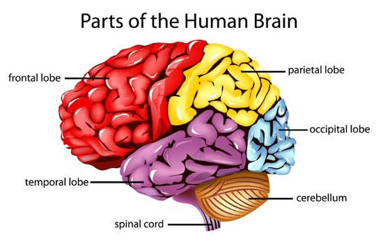 The frontal and temporal lobes of the brain, shown here, are particularly susceptible to injury. (What is traumatic brain injury)
