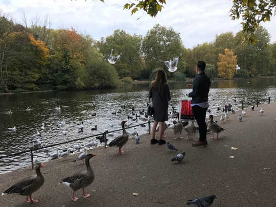 The pigeon paradox: interactions with urban nature in London’s Hyde Park (why daily doses of nature in the city matter for people and the planet)