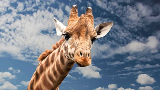 Sacred Messengers Meditation: Bighearted Love and Compassion with Giraffe