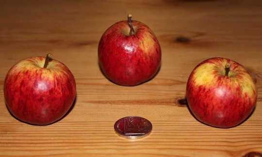 How Forensic Science Has Helped Rediscover Forgotten Apples
