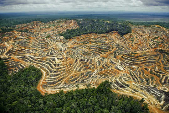 How Demand For Sustainable Palm Oil Ravages Forests