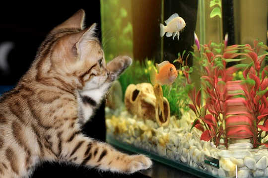 cat looking at an aquarium