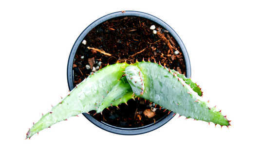 Aloe Has A Trick That Thirsty Crops Could Use